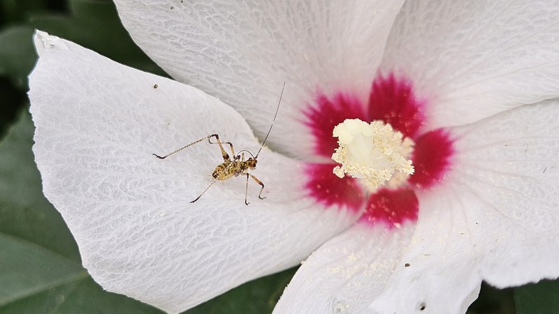 검은다리실베짱이 (Phaneroptera nigroantennata) 약충; DISPLAY FULL IMAGE.