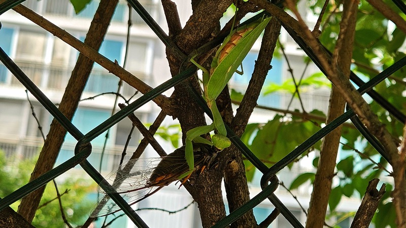 넓적배사마귀(Hierodula patellifera)의 말매미(Cryptotympana atrata) 사냥; DISPLAY FULL IMAGE.