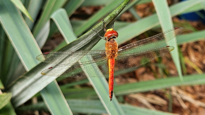 된장잠자리 Pantala flavescens; DISPLAY FULL IMAGE.