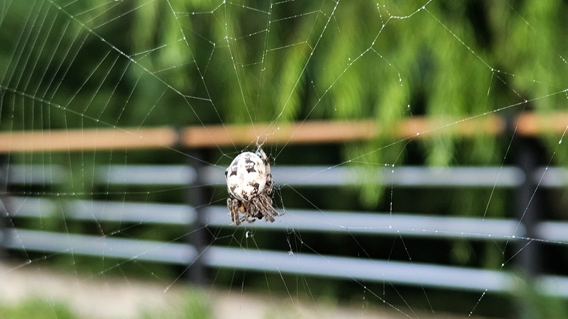 기생왕거미 Larinioides cornutus; DISPLAY FULL IMAGE.