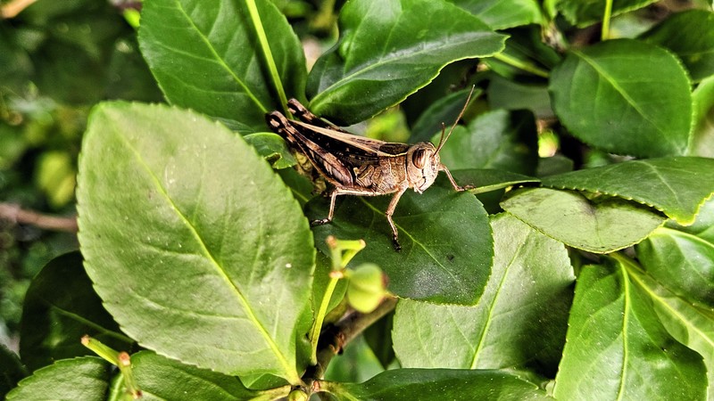 등검은메뚜기 Shirakiacris shirakii; DISPLAY FULL IMAGE.