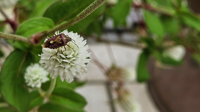 알락수염노린재 Dolycoris baccarum; DISPLAY FULL IMAGE.