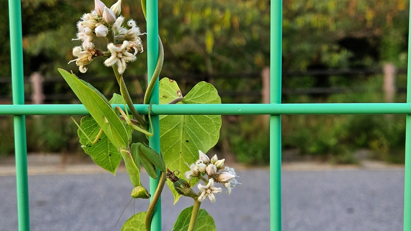 박주가리 꽃과 넓적배사마귀 (Hierodula patellifera); DISPLAY FULL IMAGE.
