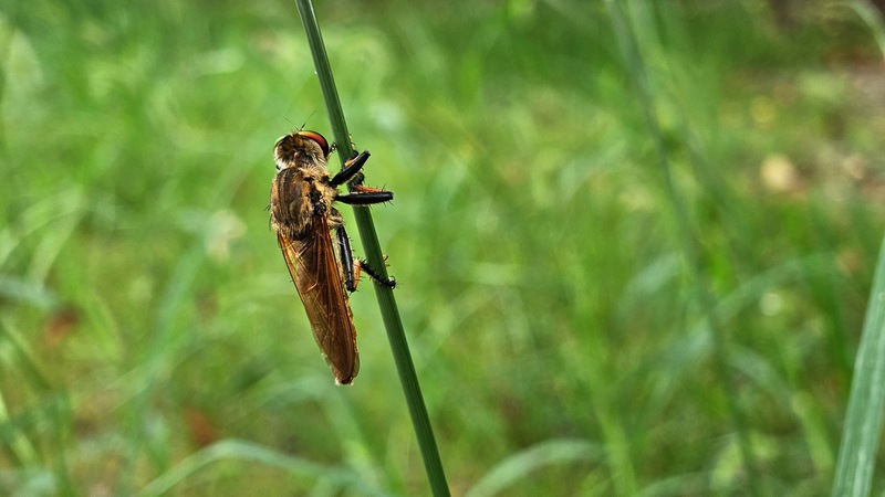 왕파리매 Cophinopoda chinensis; DISPLAY FULL IMAGE.