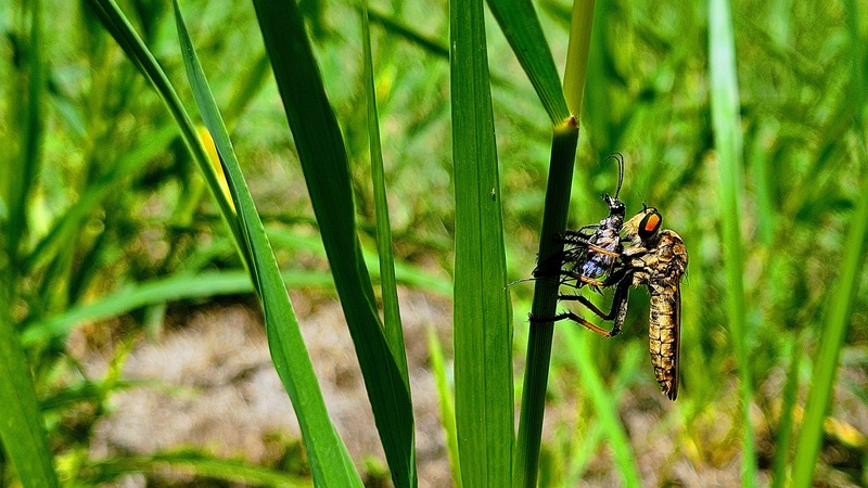 길압잡이 닮은 곤충 사냥한 왕파리매 Cophinopoda chinensis; DISPLAY FULL IMAGE.