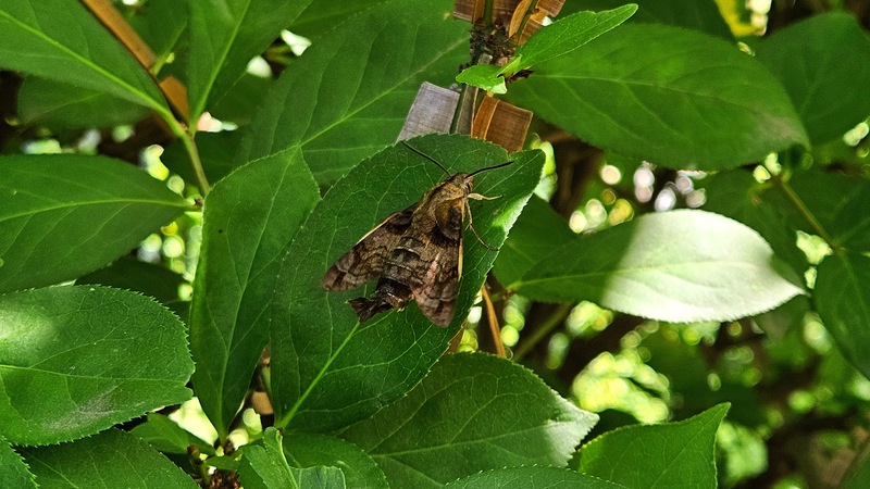 벌꼬리박각시 Macroglossum pyrrhostictum; DISPLAY FULL IMAGE.