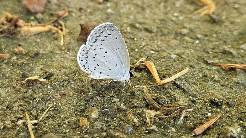 길에 앉아서 쉬는 푸른부전나비 Celastrina argiolus; DISPLAY FULL IMAGE.