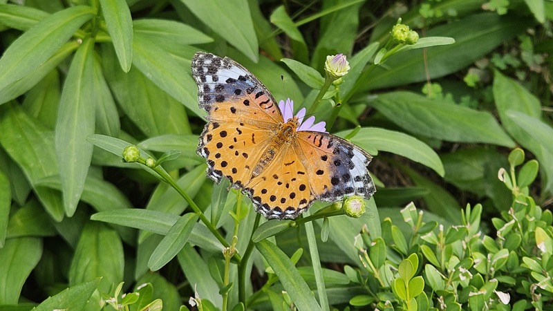 암끝검은표범나비 Argyreus hyperbius; DISPLAY FULL IMAGE.
