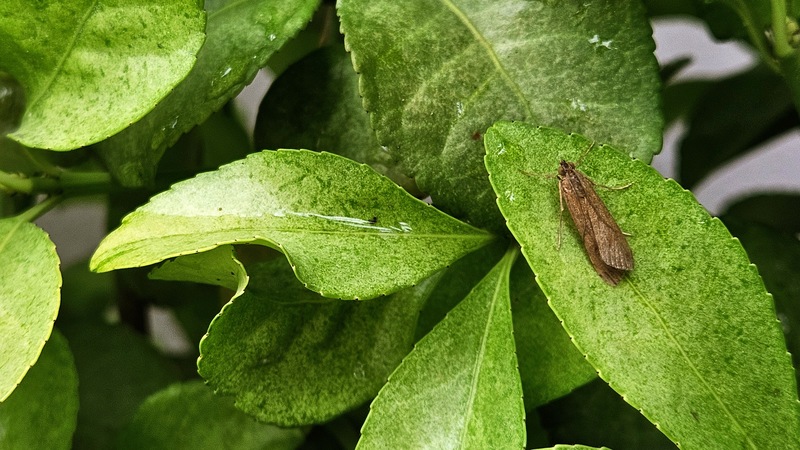 등심무늬들명나방 Nomophila noctuella (추정); DISPLAY FULL IMAGE.