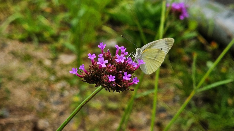 버들마편초 꽃의 배추흰나비 Pieris rapae; DISPLAY FULL IMAGE.