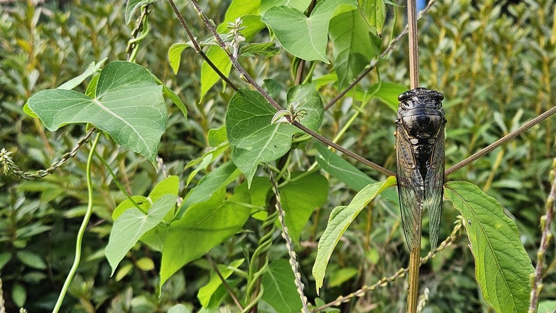 말매미 Cryptotympana atrata; DISPLAY FULL IMAGE.