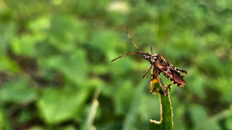 소나무허리노린재 Leptoglossus occidentalis; DISPLAY FULL IMAGE.