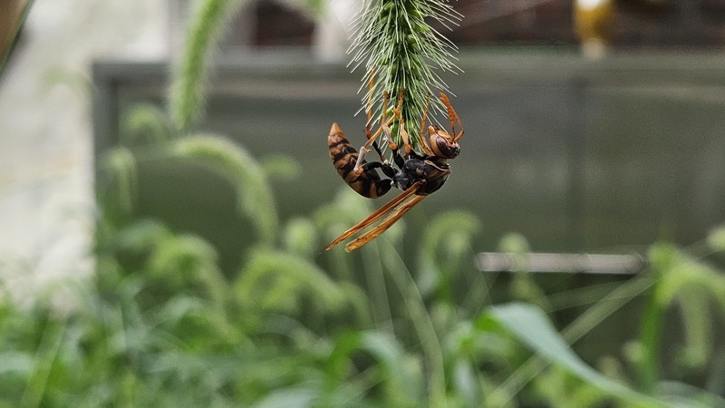강아지풀 꽃의 등검정쌍살벌 Polistes jokahamae (추정); DISPLAY FULL IMAGE.