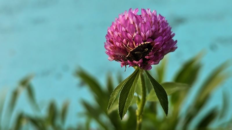 붉은토끼풀 꽃의 알락수염노린재 Dolycoris baccarum; DISPLAY FULL IMAGE.