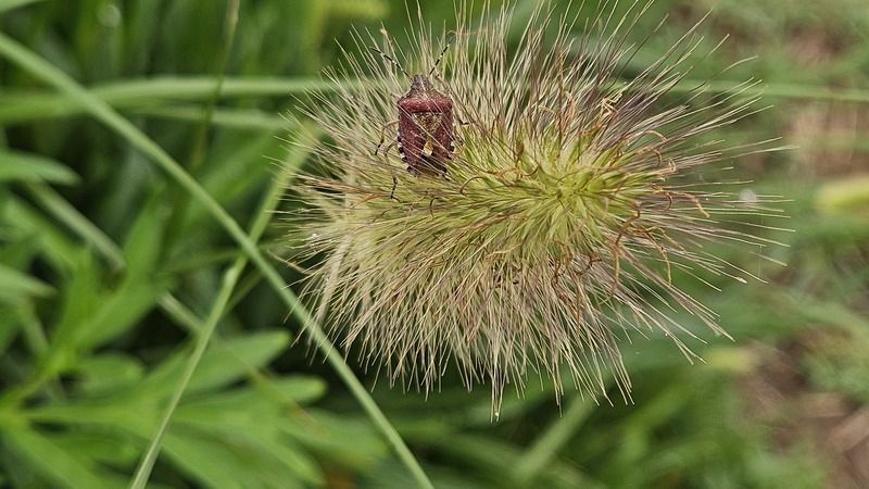수크령 꽃의 알락수염노린재 Dolycoris baccarum; DISPLAY FULL IMAGE.