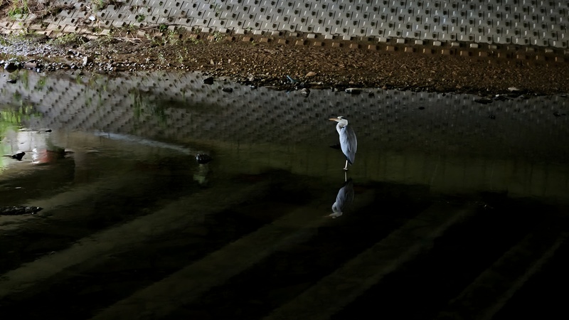 다리그늘의 터줏대감, 왜가리 Ardea cinerea; DISPLAY FULL IMAGE.