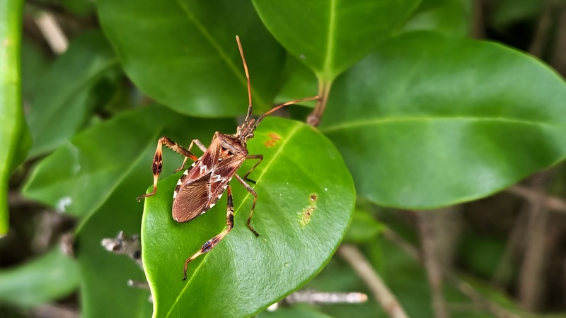 소나무허리노린재 Leptoglossus occidentalis; DISPLAY FULL IMAGE.
