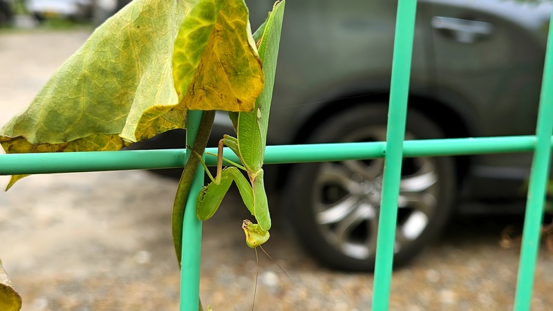넓적배사마귀 (Hierodula patellifera); DISPLAY FULL IMAGE.