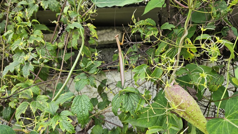 사위질빵 꽃의 왕사마귀 Tenodera sinensis (갈색형 수컷); DISPLAY FULL IMAGE.