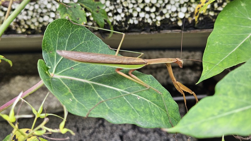 박주가리 잎의 왕사마귀 Tenodera sinensis (갈색형 수컷); DISPLAY FULL IMAGE.