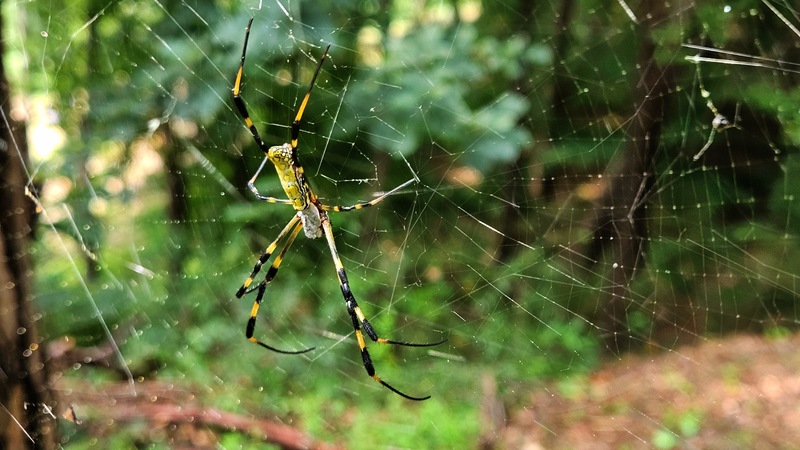 무당거미 Trichonephila clavata; DISPLAY FULL IMAGE.
