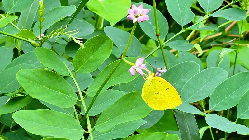 고마리 꽃의 남방노랑나비 (Eurema hecabe); DISPLAY FULL IMAGE.