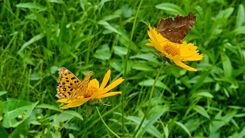 큰금계국 꽃을 오가는 네발나비 Polygonia c-aureum; DISPLAY FULL IMAGE.
