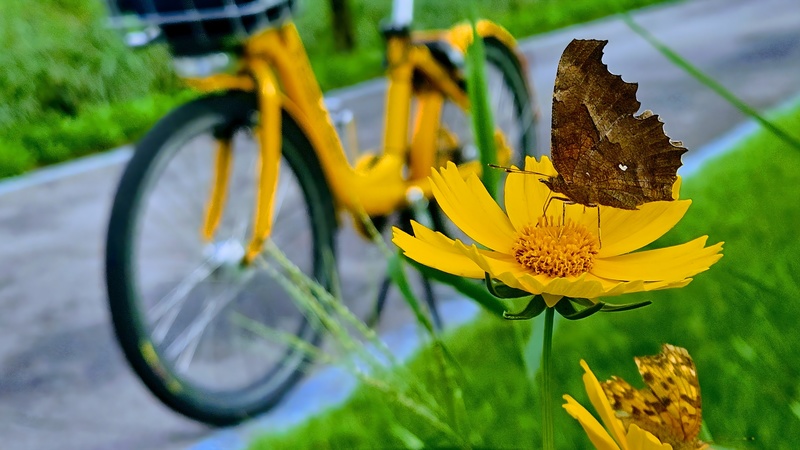 큰금계국 꽃을 오가는 네발나비 Polygonia c-aureum; DISPLAY FULL IMAGE.