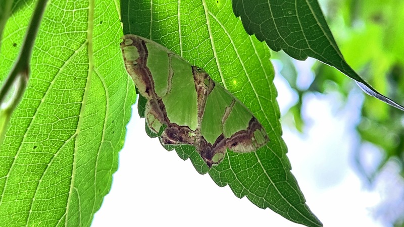 검띠푸른자나방 Agathia carissima; DISPLAY FULL IMAGE.