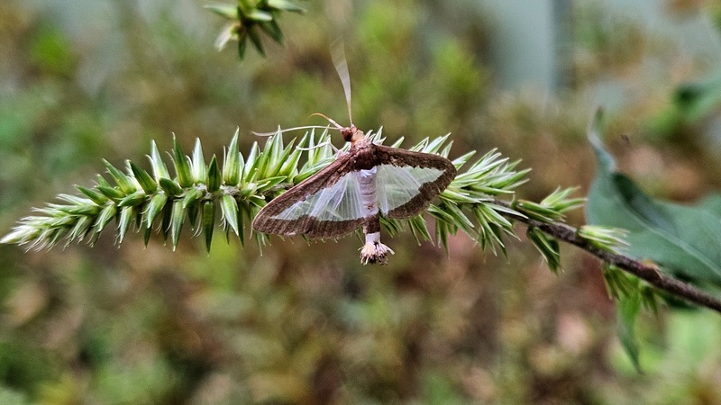 우슬(쇠무릎) 열매의 목화바둑명나방 Diaphania indica; DISPLAY FULL IMAGE.