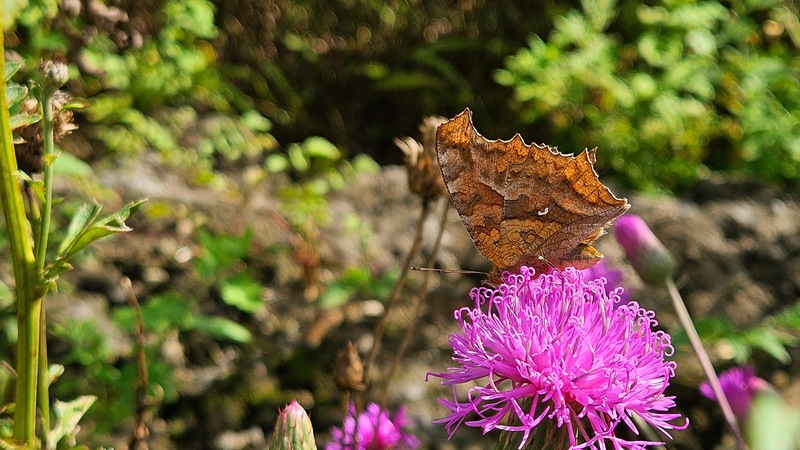 산비장이 꽃의 네발나비 Polygonia c-aureum; DISPLAY FULL IMAGE.