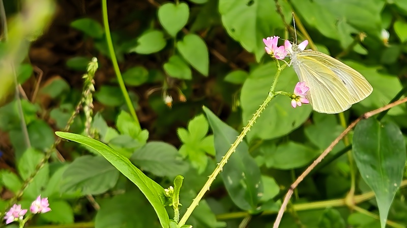 가시덩굴여뀌 꽃의 배추흰나비 Pieris rapae; DISPLAY FULL IMAGE.