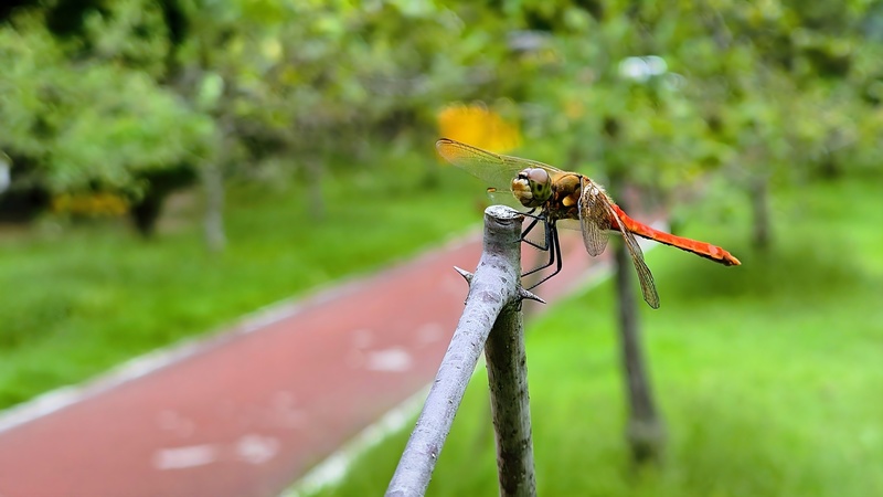나뭇가지의 고추좀잠자리 Sympetrum frequens; DISPLAY FULL IMAGE.