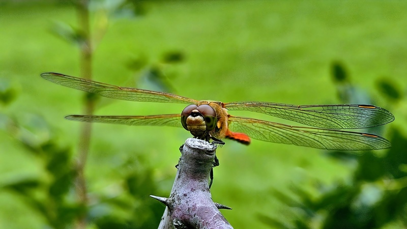 나뭇가지의 고추좀잠자리 Sympetrum frequens; DISPLAY FULL IMAGE.
