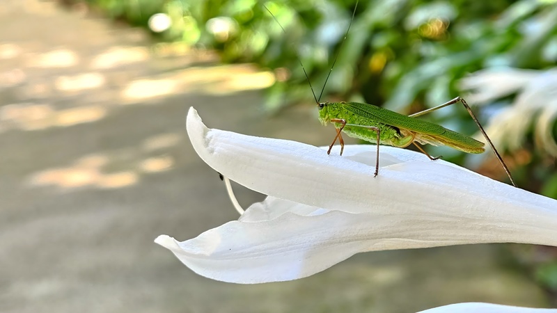 옥잠화 꽃의 검은다리실베짱이 Phaneroptera nigroantennata; DISPLAY FULL IMAGE.