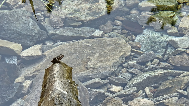 계곡 바위의 참개구리 Pelophylax nigromaculatus; DISPLAY FULL IMAGE.
