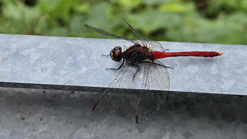 보호난간의 고추좀잠자리 Sympetrum frequens; DISPLAY FULL IMAGE.