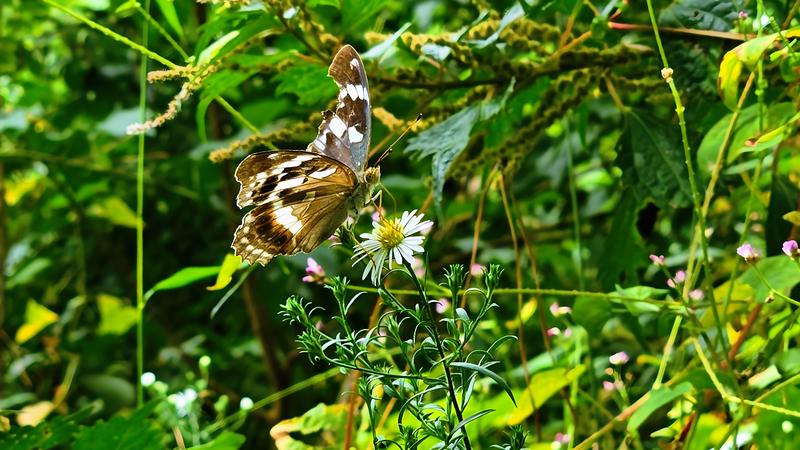 미국쑥부쟁이 꽃의 암검은표범나비 Argynnis sagana; DISPLAY FULL IMAGE.