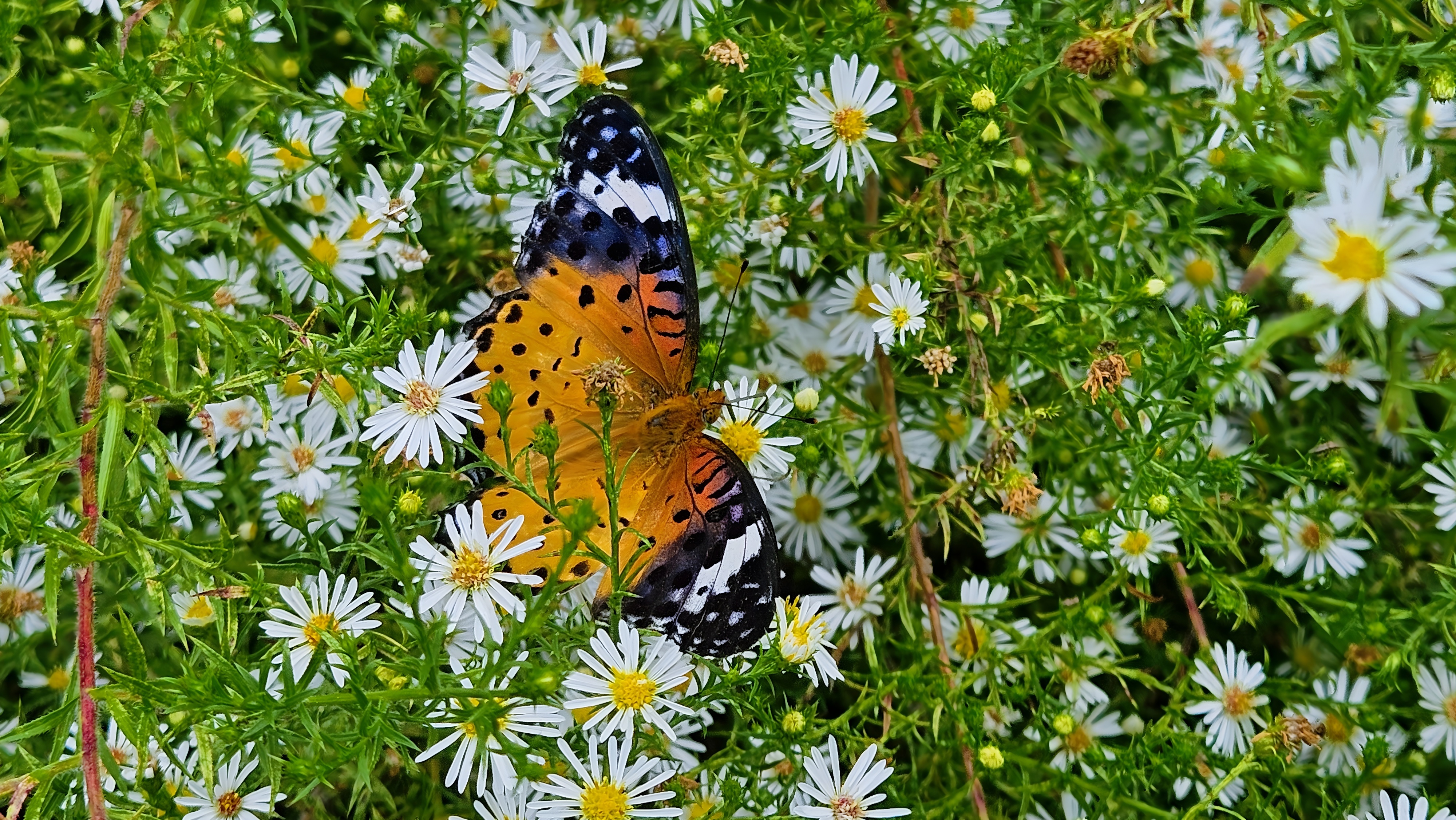 Display full image