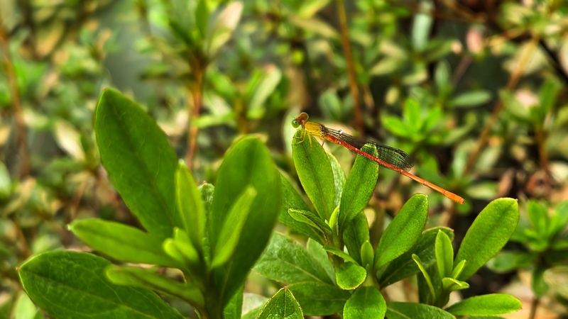 철쭉 잎의 연분홍실잠자리 (Ceriagrion nipponicum) 수컷; DISPLAY FULL IMAGE.