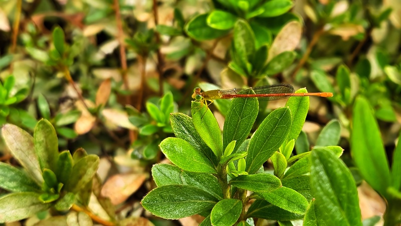 철쭉 잎의 연분홍실잠자리 (Ceriagrion nipponicum) 수컷; DISPLAY FULL IMAGE.