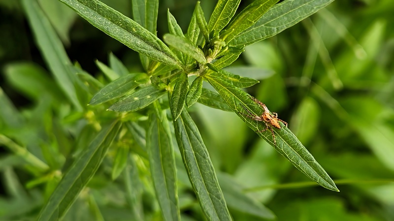 개망초 잎의 아기스라소니거미 (Oxyopes licenti); DISPLAY FULL IMAGE.