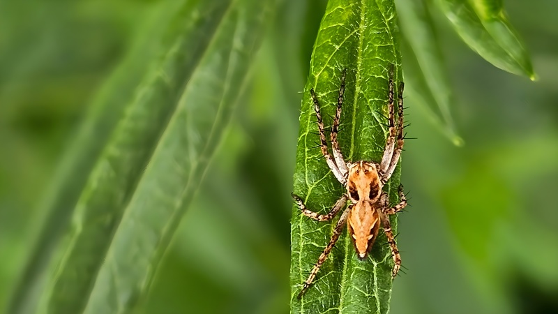 개망초 잎의 아기스라소니거미 (Oxyopes licenti) (부분확대); DISPLAY FULL IMAGE.