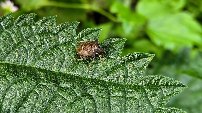 나뭇잎에 앉은 가시노린재 (Carbula putoni); DISPLAY FULL IMAGE.