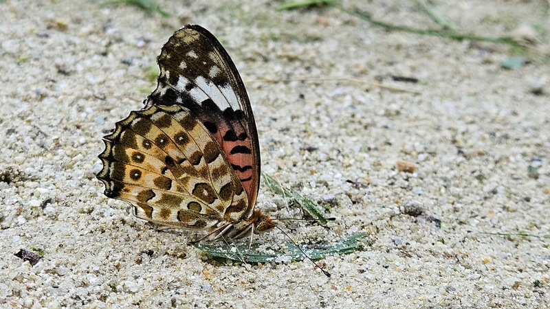 '우리 앞에 생이 끝나갈 때' 암끝검은표범나비 (Argyreus hyperbius) 암컷; DISPLAY FULL IMAGE.