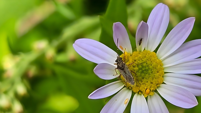 벌개미취 꽃의 애긴노린재 (Nysius plebeius) (추정); DISPLAY FULL IMAGE.