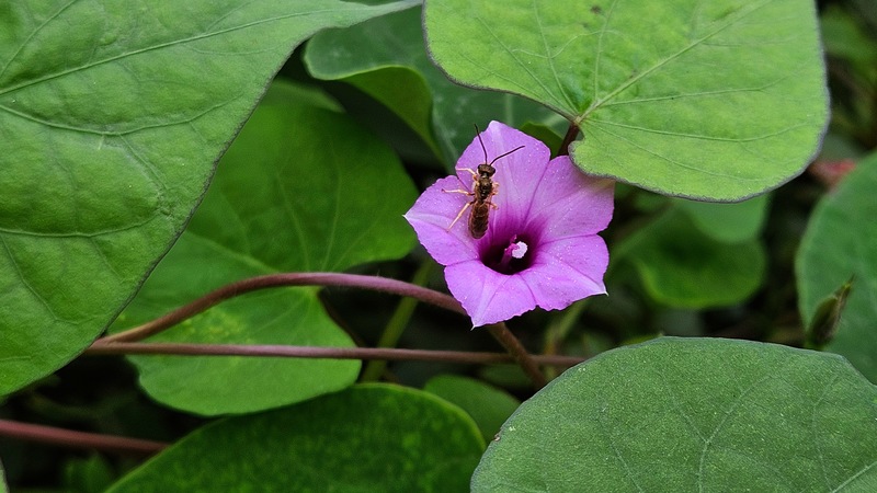 별나팔꽃에 앉은 구리꼬마꽃벌 (Seladonia aeraria); DISPLAY FULL IMAGE.