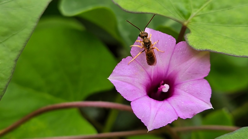 별나팔꽃에 앉은 구리꼬마꽃벌 (Seladonia aeraria); DISPLAY FULL IMAGE.