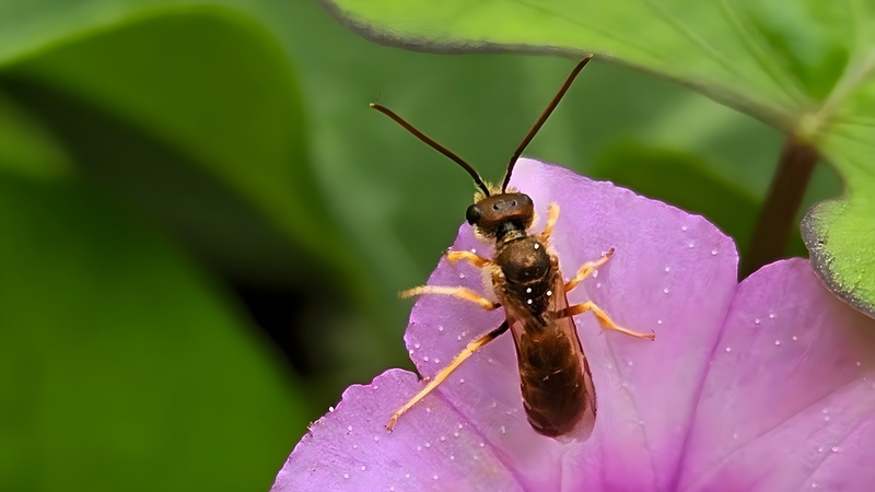 별나팔꽃에 앉은 구리꼬마꽃벌 (Seladonia aeraria) (부분확대); DISPLAY FULL IMAGE.