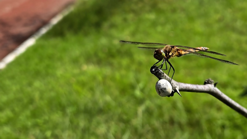 나뭇가지의 고추좀잠자리 (Sympetrum frequens) (암컷); DISPLAY FULL IMAGE.